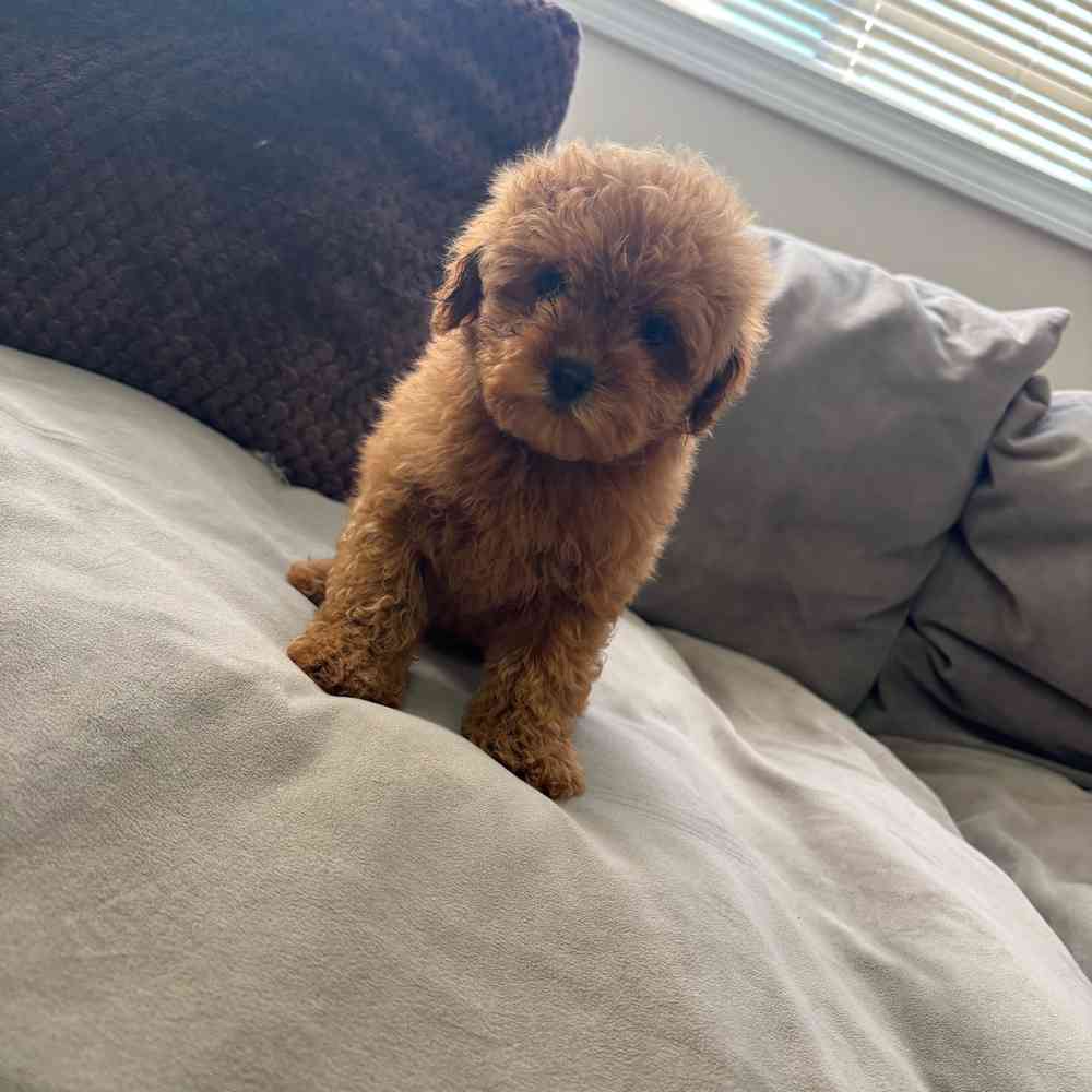 Poodle Toy image