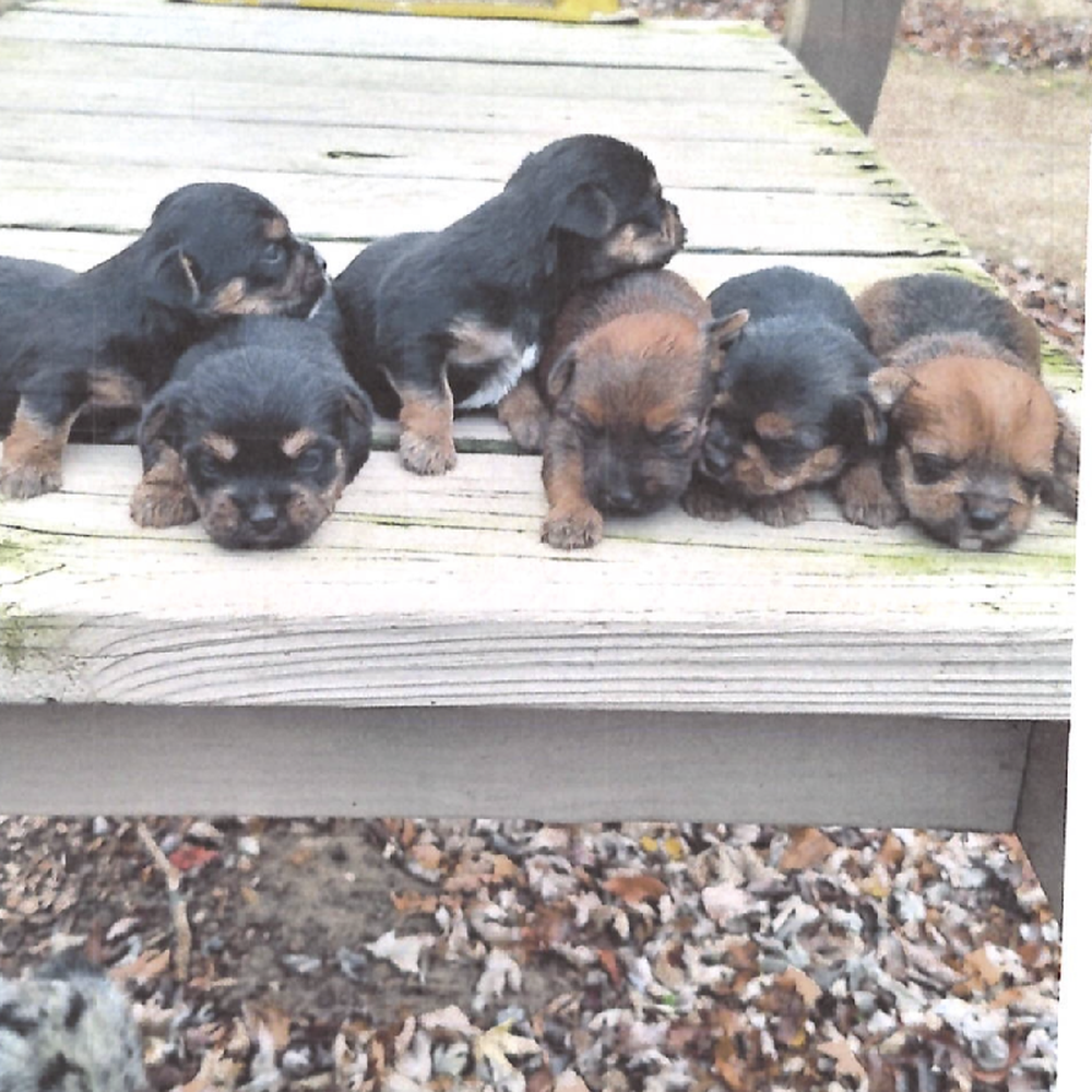 Unknown Shorkie Puppy for Sale in TROY, MI